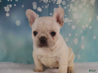 French Bulldog dogs Molly - Ad 6