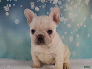 French Bulldog dogs Molly - Ad 3