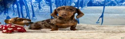 Miniature Dachshund dogs for sale: Rianna dappleShow boy - Ad 10