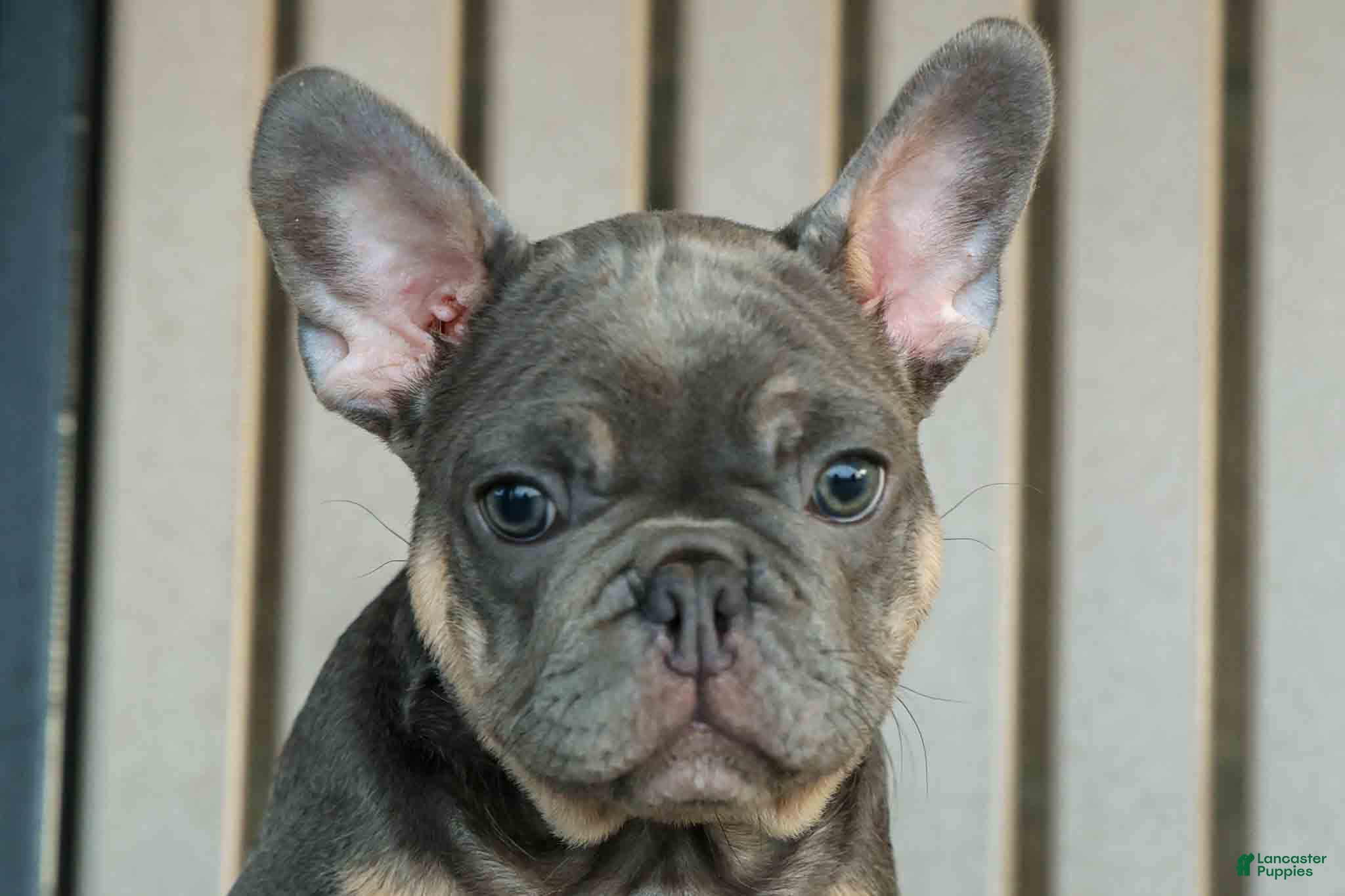 French Bulldog dogs 🐾 Mateo - Ad 1