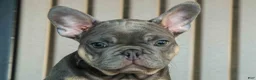 French Bulldog dogs for sale: 🐾 Mateo - Ad 1