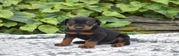 Doberman Pinscher dogs for sale: Summit - Ad 3