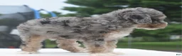 Toy Poodle dogs for sale: Dixie  - Ad 10