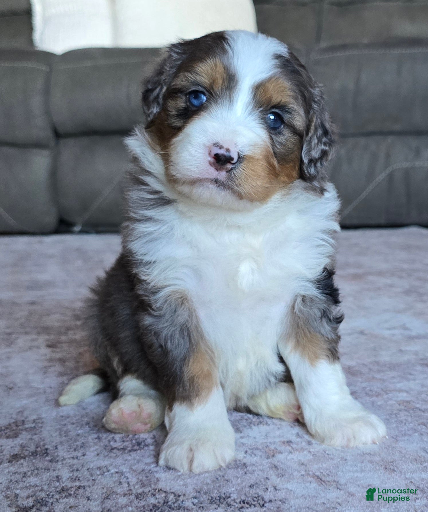 Mini Bernedoodle dogs Mini Oscar - Ad 2