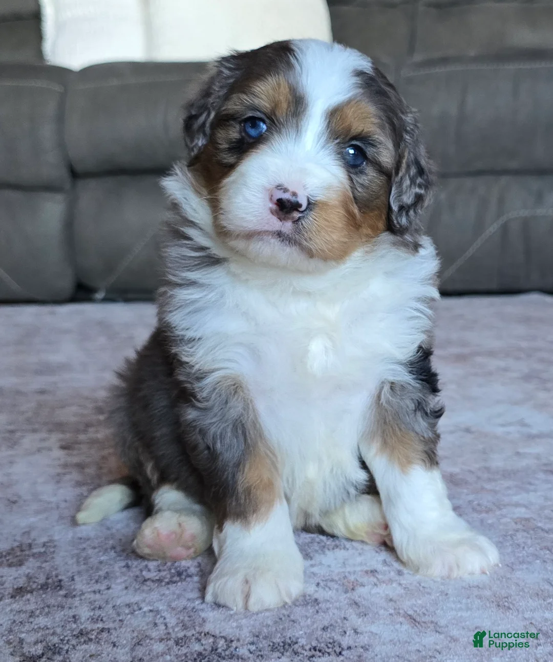 Mini Bernedoodle dogs for sale: Mini Oscar - Ad 2