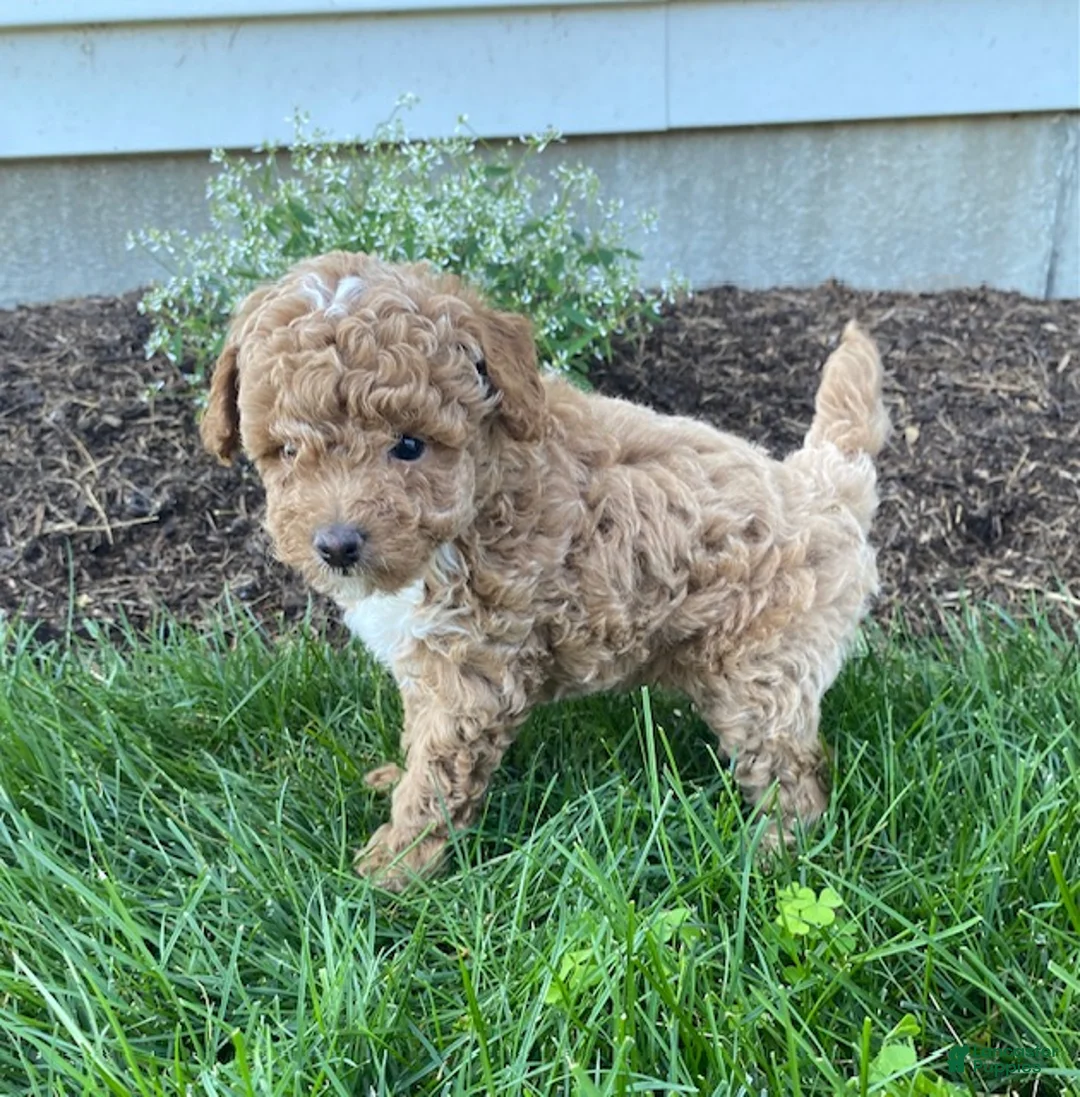 Toy Poodle dogs for sale: Forest - Ad 2