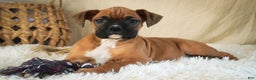 Boxer dogs for sale: Stella - Ad 4