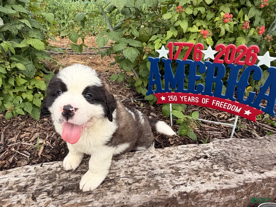 Saint Bernard dogs for sale: Bubba - Ad 1