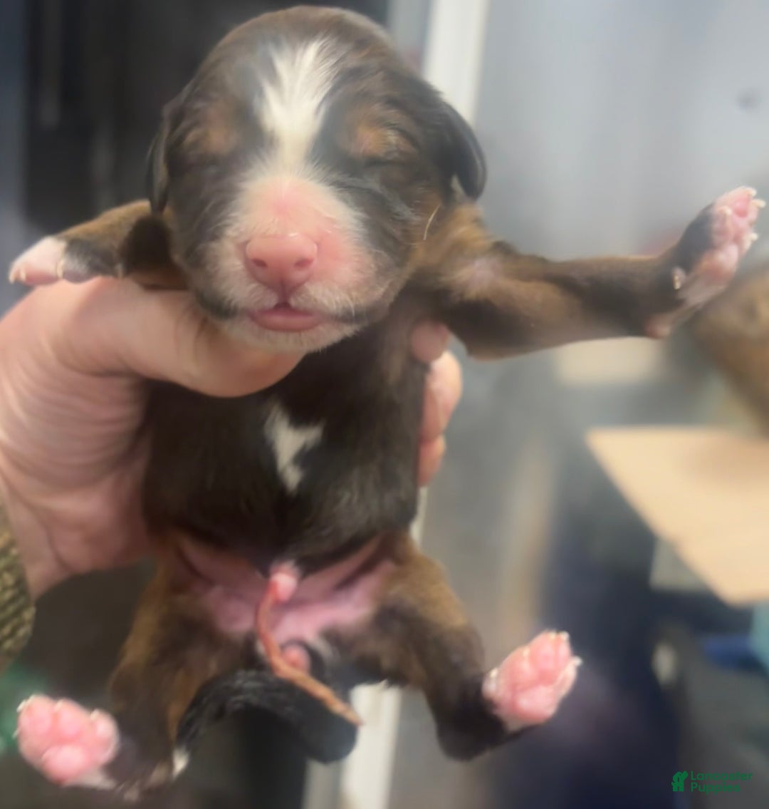 Mixed Breed dogs for sale: Tibetan Mastiff/Bernese Mountain Dog Male 2 - Ad 14