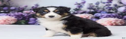 Australian Shepherd dogs for sale: Roxy - Ad 5