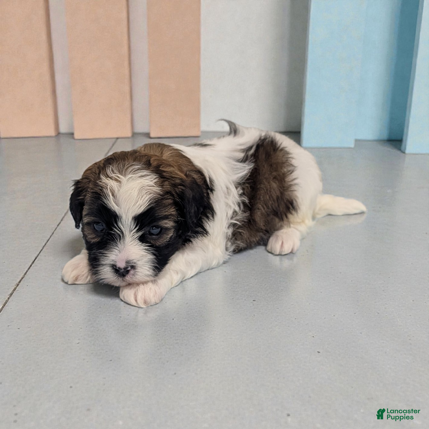 Shihpoo dogs Rocky - Ad 2