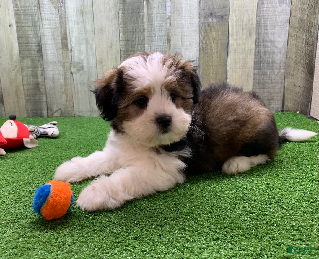 Beagle Mix Common Shih Tzu Mixes Shih Tzu Cross Breeds For Outlets