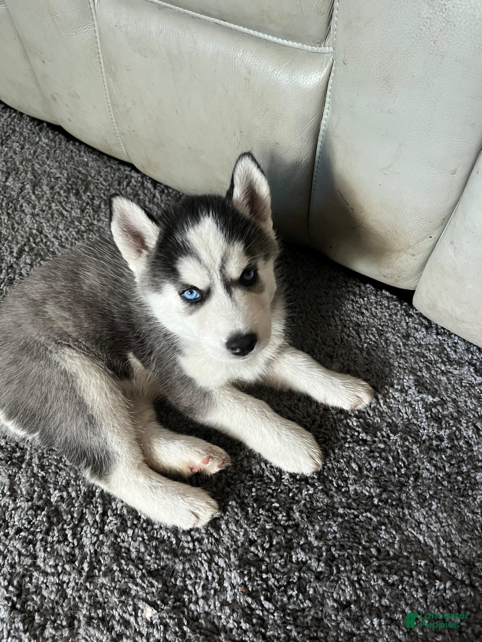 Siberian Husky dogs Siberian Husky Puppy 3 - Ad 7