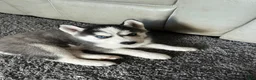 Siberian Husky dogs for sale: Siberian Husky Puppy 3 - Ad 1