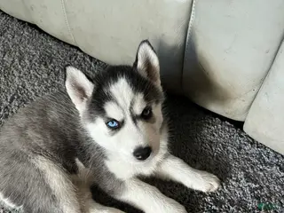 Siberian Husky dogs Siberian Husky Puppy 3 - Ad 7