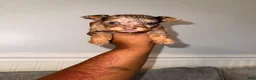 Yorkshire Terrier dogs for sale: Cutie Pie - Ad 2