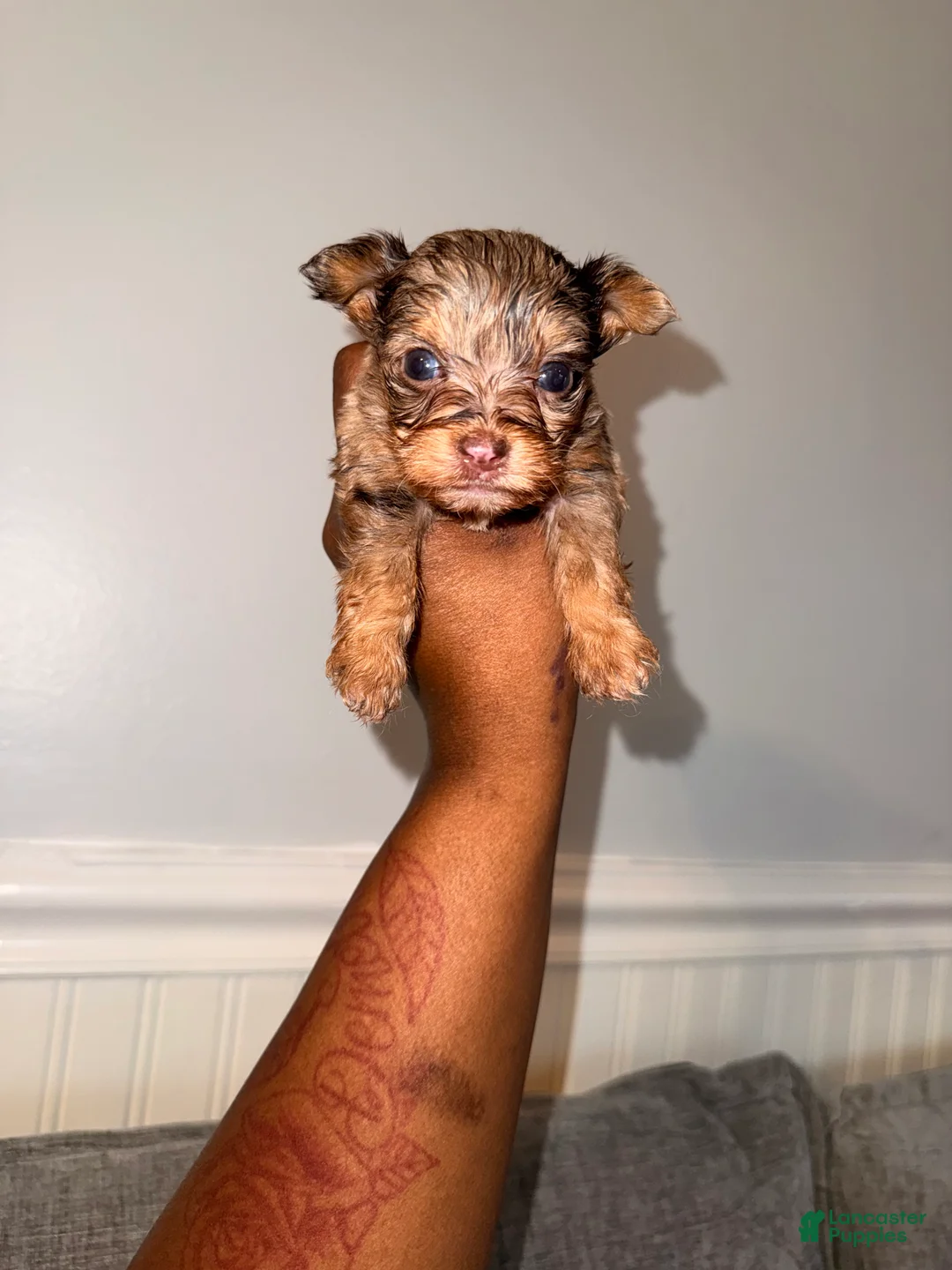 Yorkshire Terrier dogs for sale: Cutie Pie - Ad 2