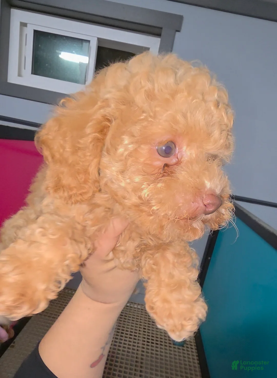Toy Poodle dogs for sale: Toy Poodle caramelo - Ad 2