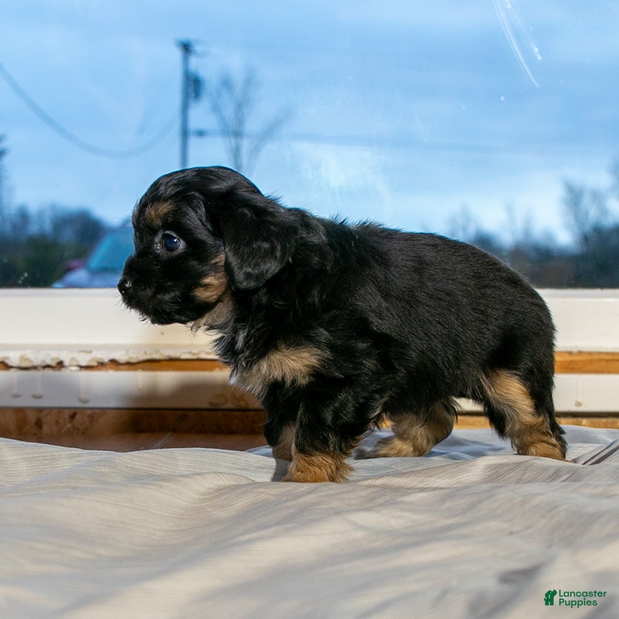 Mixed Breed dogs for sale: Samson male Shorkie Poo - Ad 2