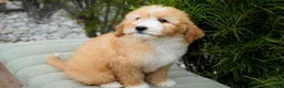 Goldendoodle dogs for sale: Rora Female - Ad 3