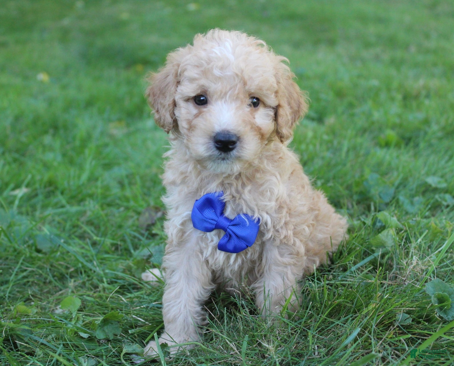 Doodle / designer cross (Doodle / designer cross, Male) in Baltic, OH