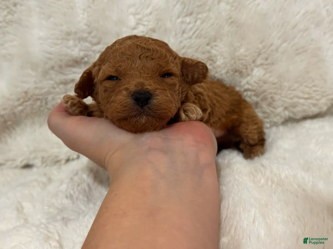 Toy Poodle dogs for sale: Theo  - Ad 8