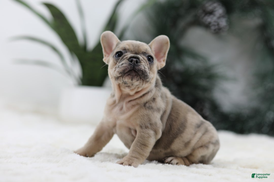French Bulldog dogs for sale: Megan - Ad 7