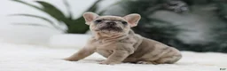 French Bulldog dogs for sale: Megan - Ad 7