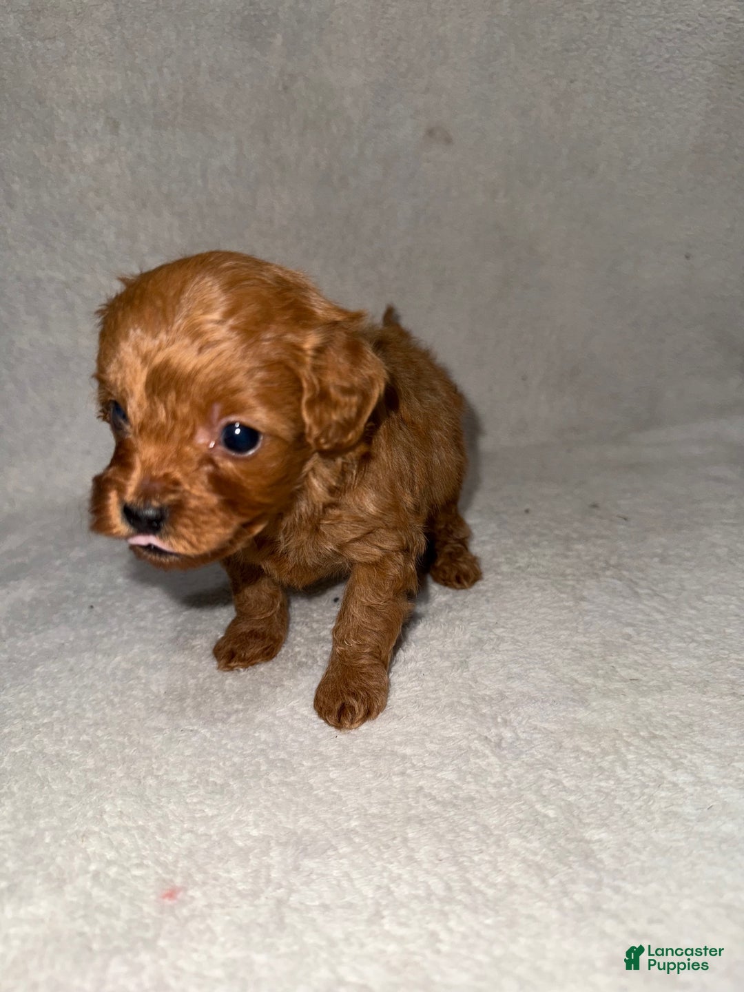 Cavapoo dogs for sale: Cavapoo Puppy 4 - Ad 5