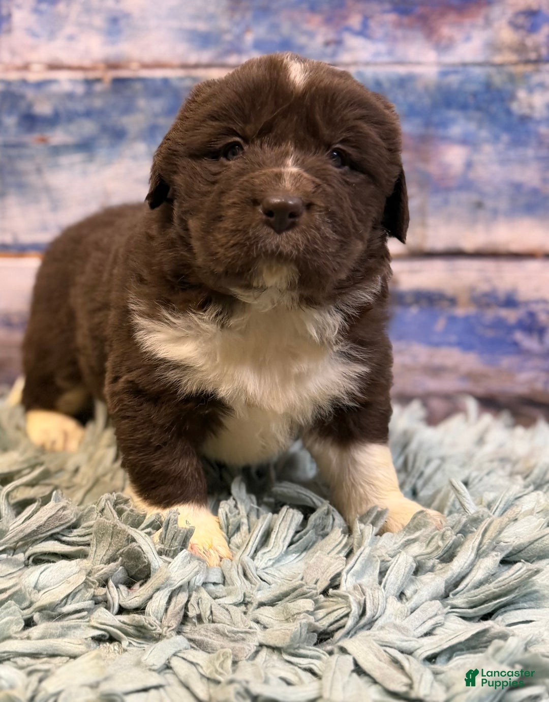 Mixed Breed dogs for sale: Stevie OFA DNA  - Ad 7