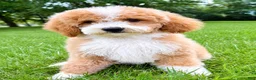 Mini Goldendoodle dogs for sale: Teddy Mini Goldendoodle F1B - Ad 5