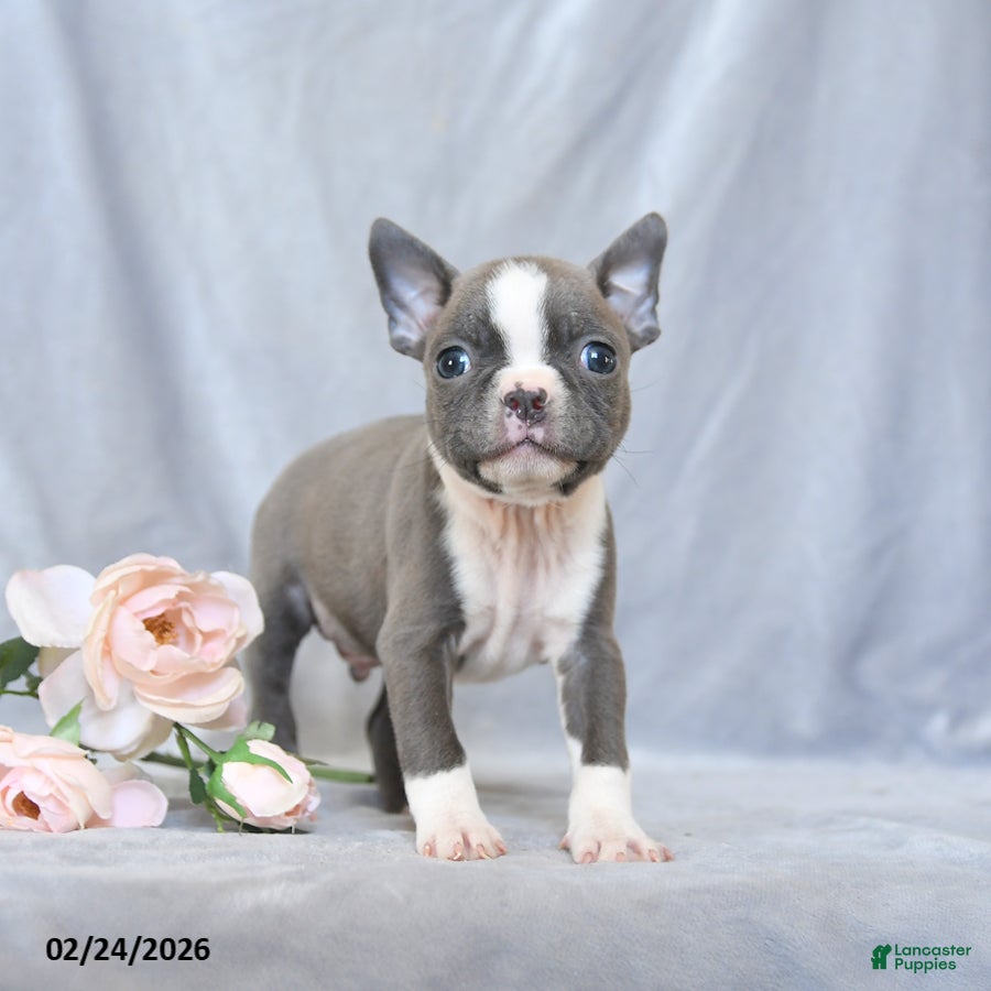 Boston Terrier dogs Fritz - Ad 2