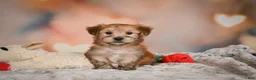 Morkie dogs for sale: Morkie 1Titus - Ad 8