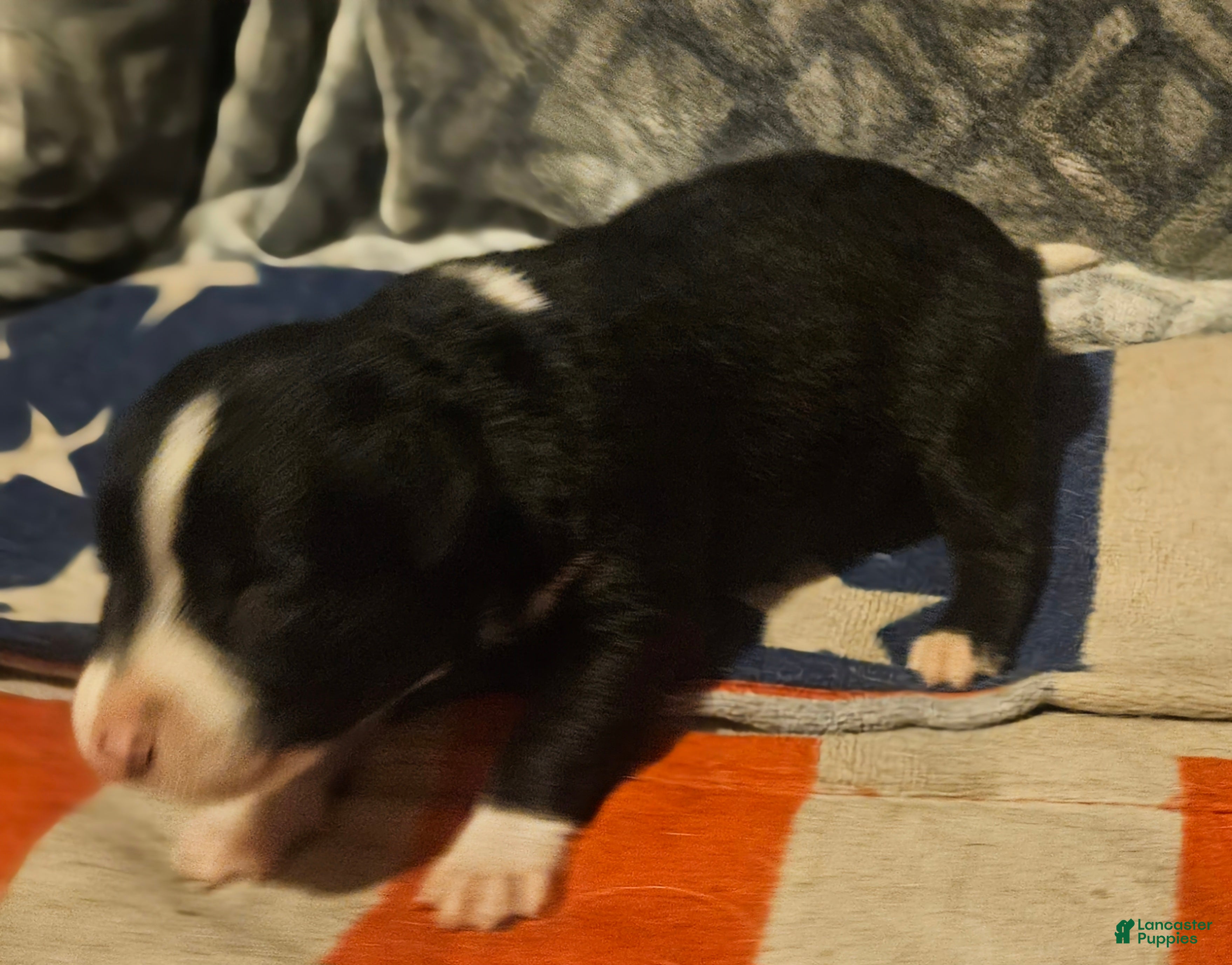 Border Collie dogs GiGi (Call-Text) - Ad 33