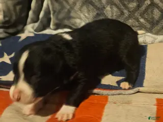 Border Collie dogs GiGi (Call-Text) - Ad 15