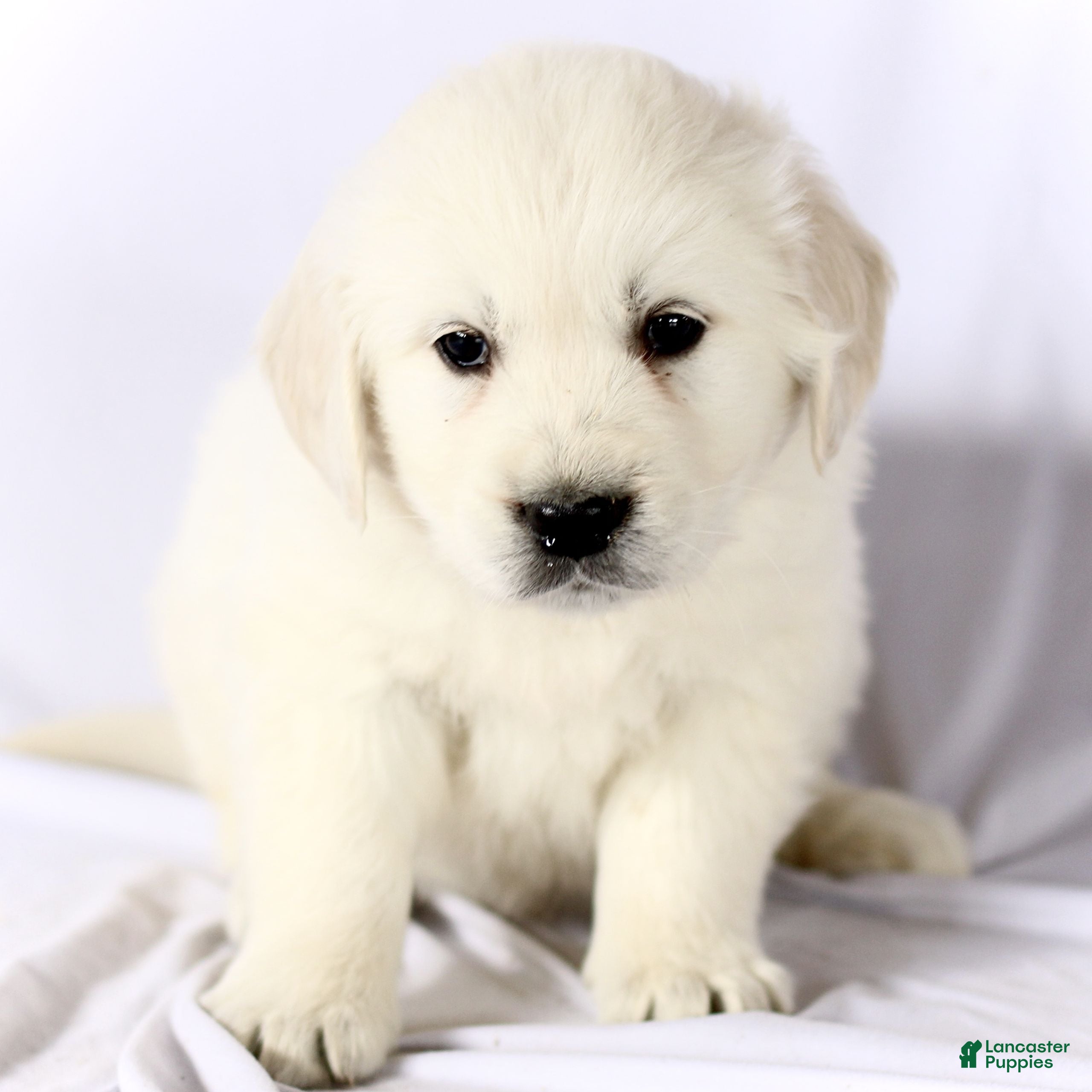 Golden Retriever dogs Shane  - Ad 27