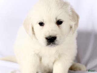 Golden Retriever dogs Shane - Ad 35