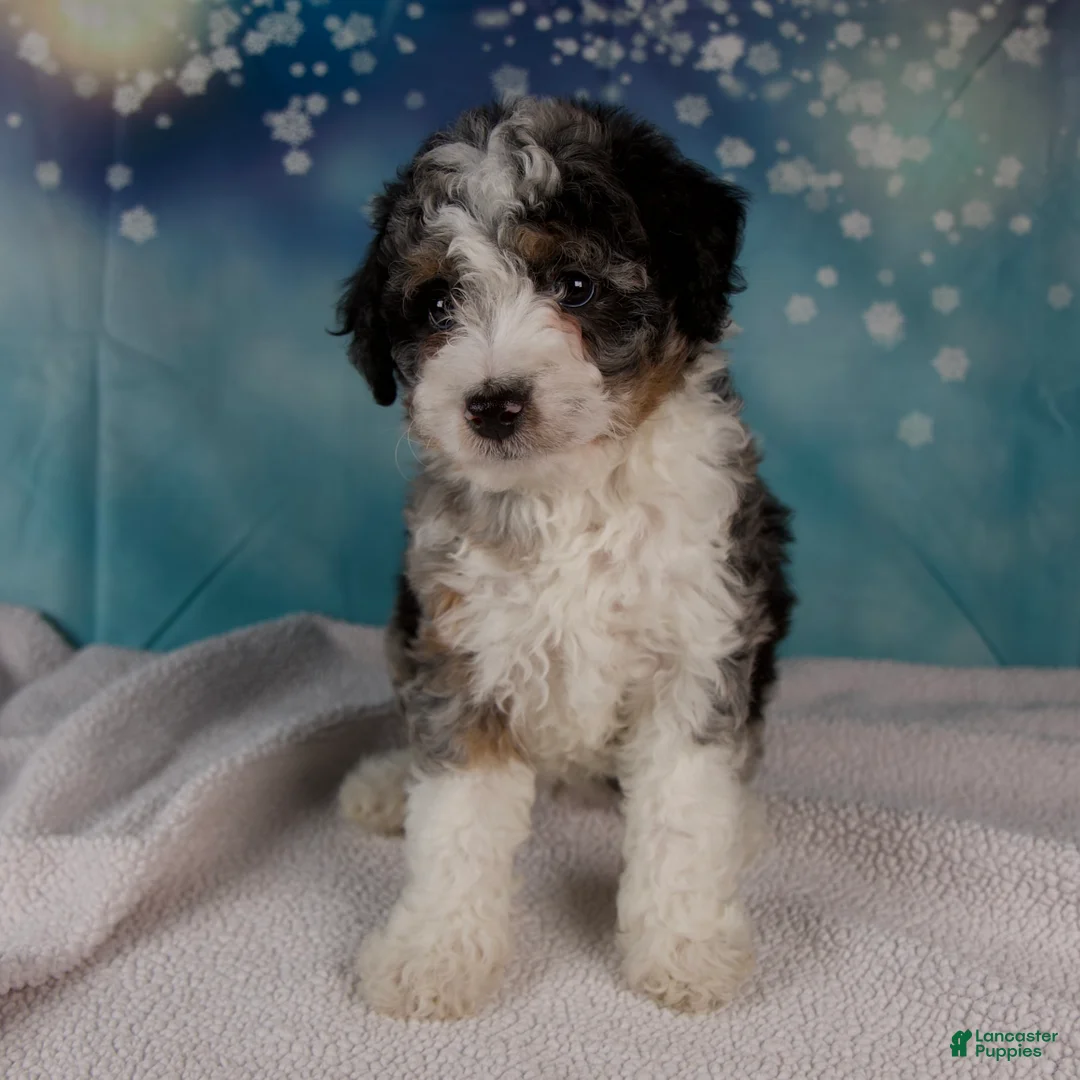 Mini Bernedoodle dogs for sale: Cheryl - Ad 8