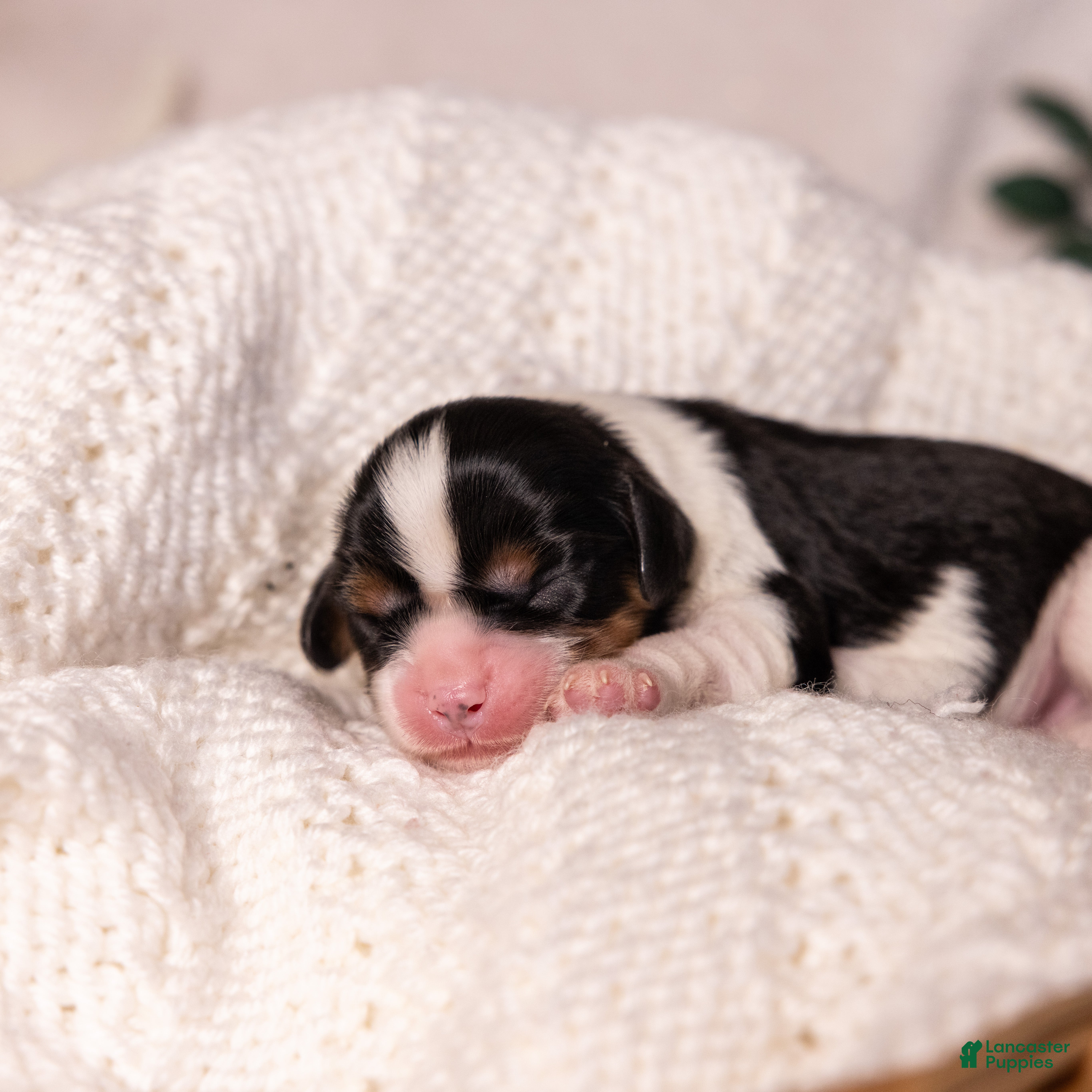 Cavalier King Charles Spaniel dogs Stewart - Ad 2