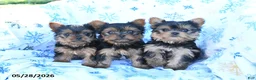 Yorkshire Terrier dogs for sale: Tootsie - Ad 5
