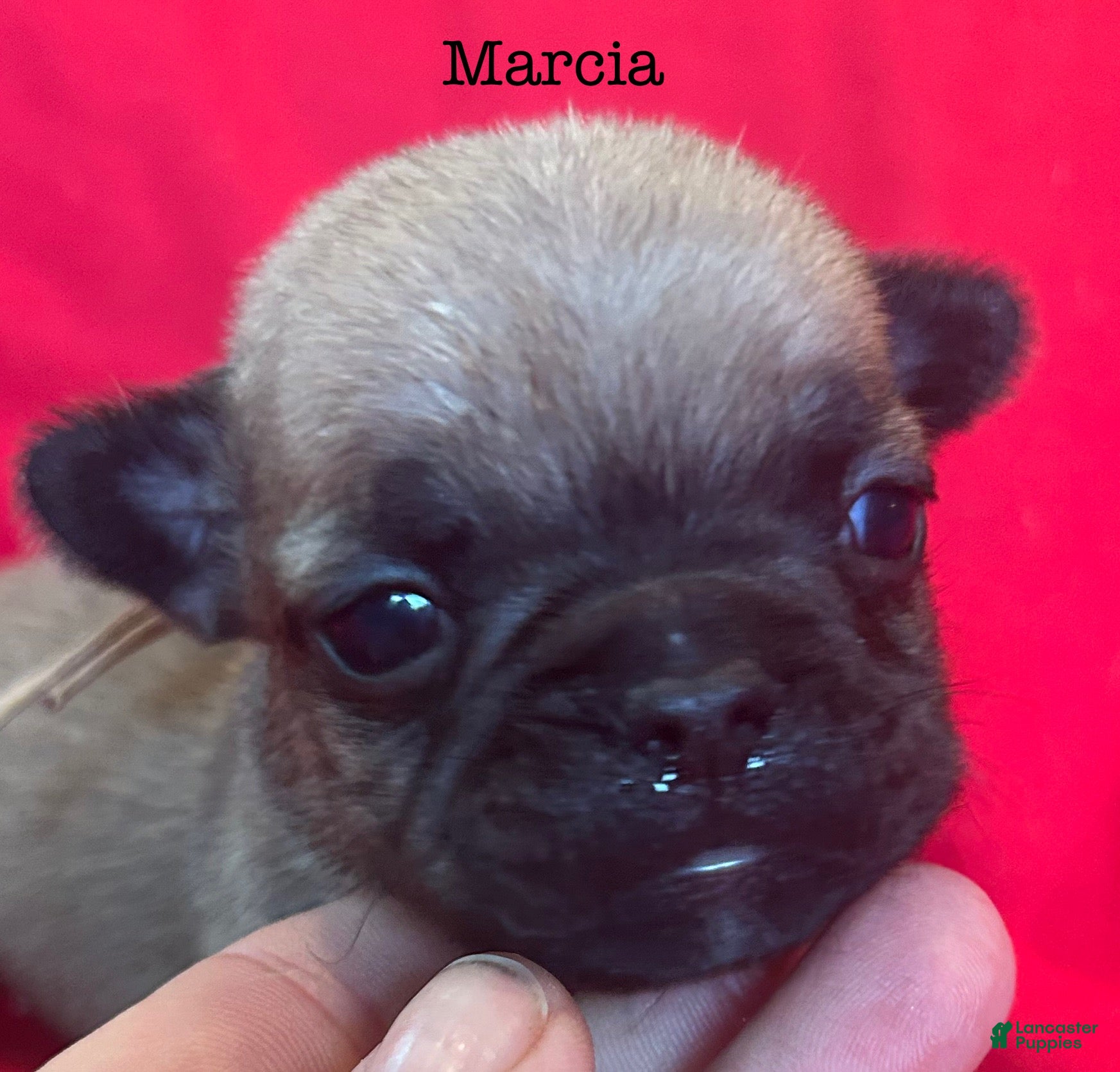 French Bulldog dogs Marcia - Ad 7