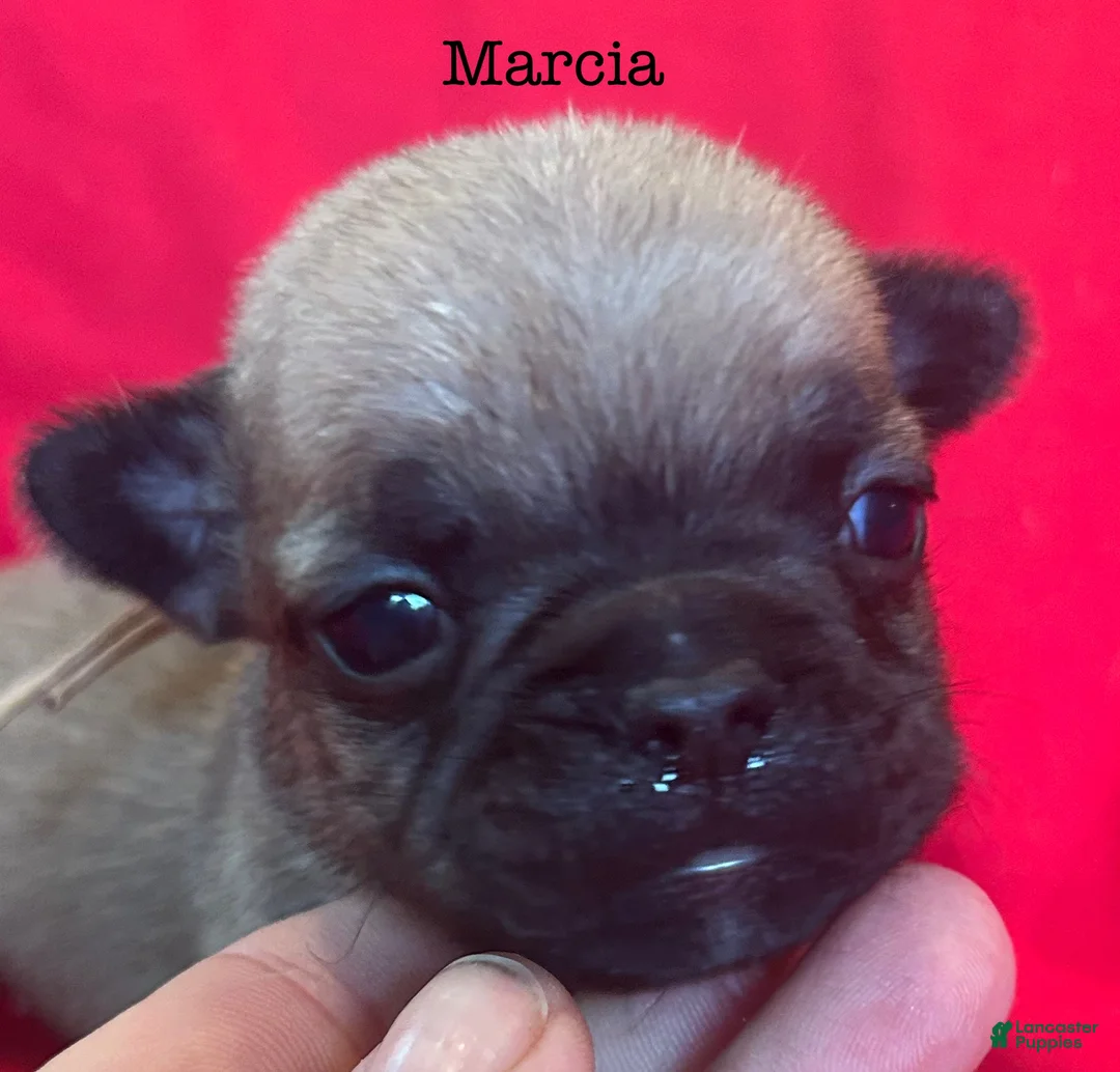French Bulldog dogs for sale: Marcia - Ad 1