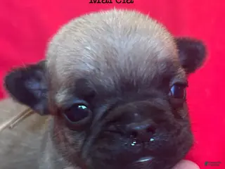 French Bulldog dogs Marcia - Ad 35