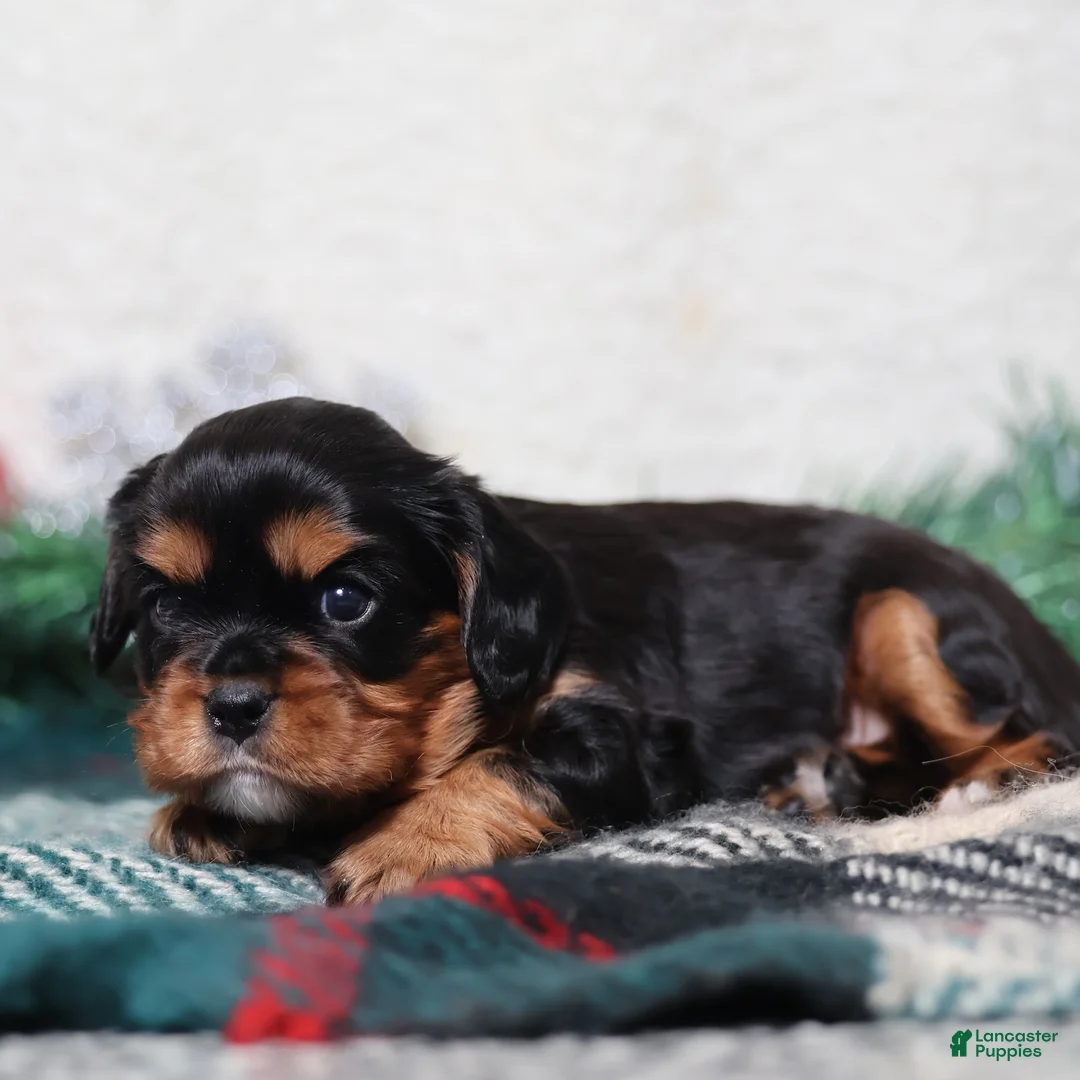 Cavalier King Charles Spaniel dogs for sale: Rudy | Genetically Screened  - Ad 14