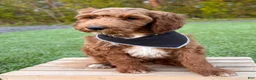 Irish Doodle dogs for sale: Cody - Ad 16
