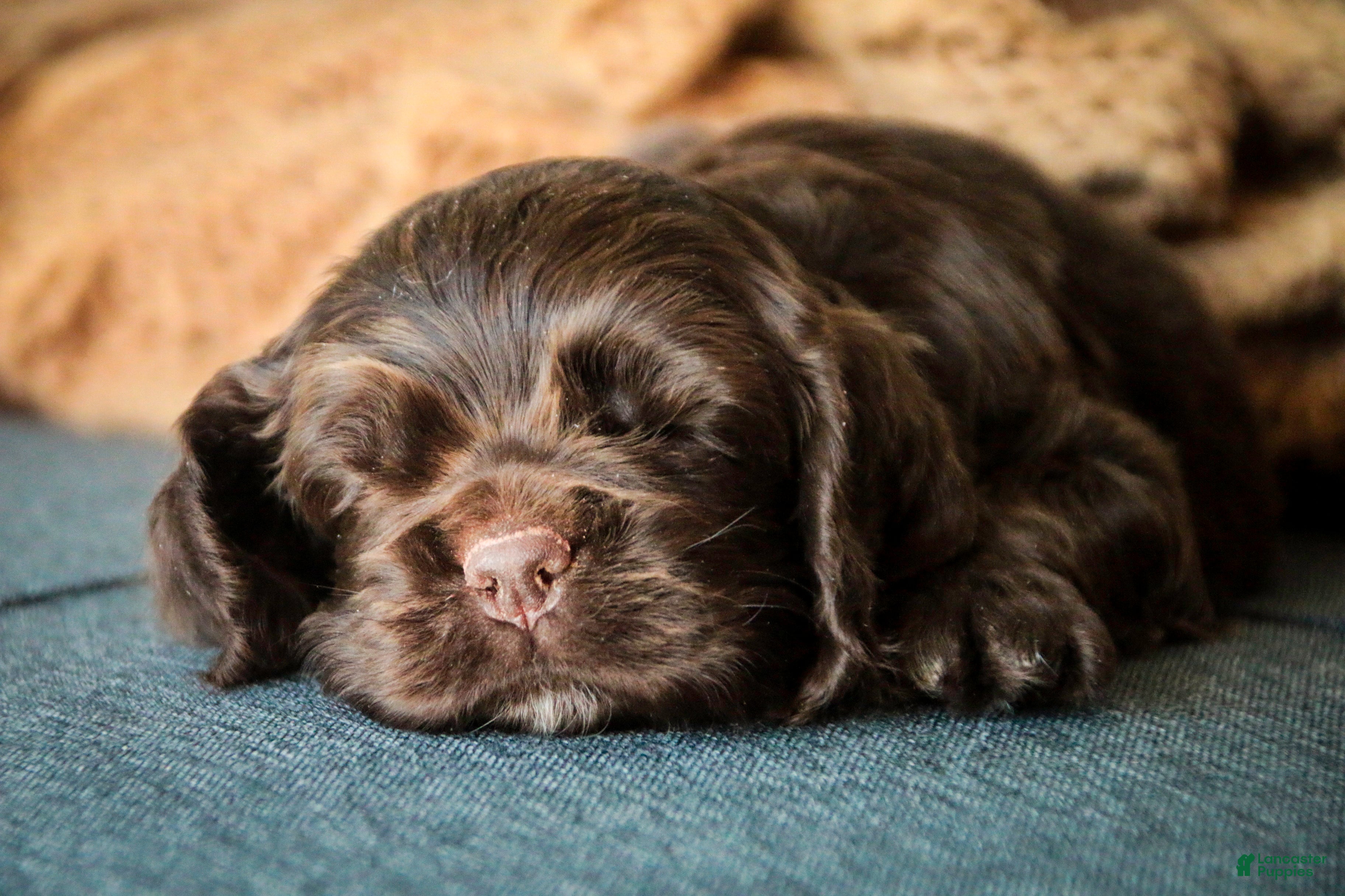 Cocker Spaniel dogs Brownie - Ad 1