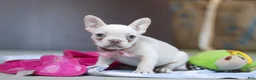 French Bulldog dogs for sale: Bella - Ad 2