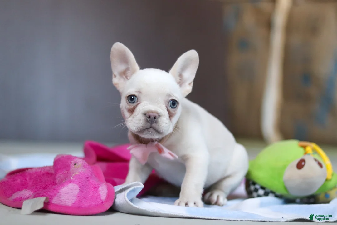 French Bulldog dogs for sale: Bella - Ad 2