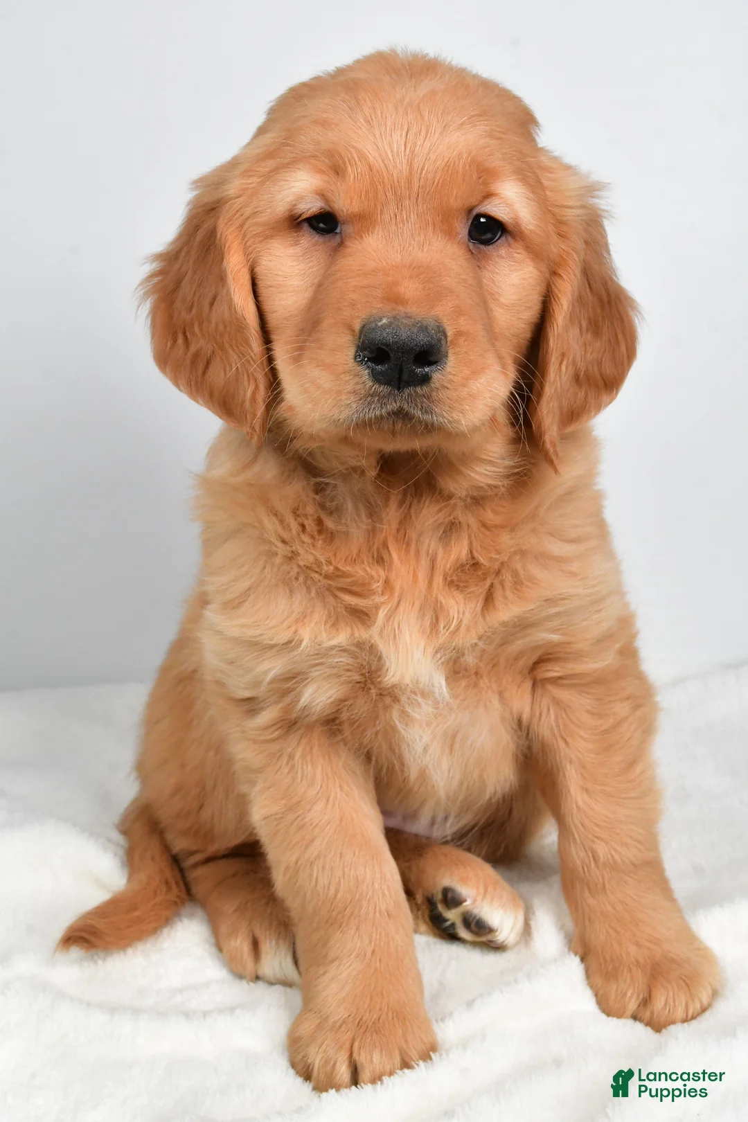 Golden Retriever dogs for sale: Anna - Ad 3