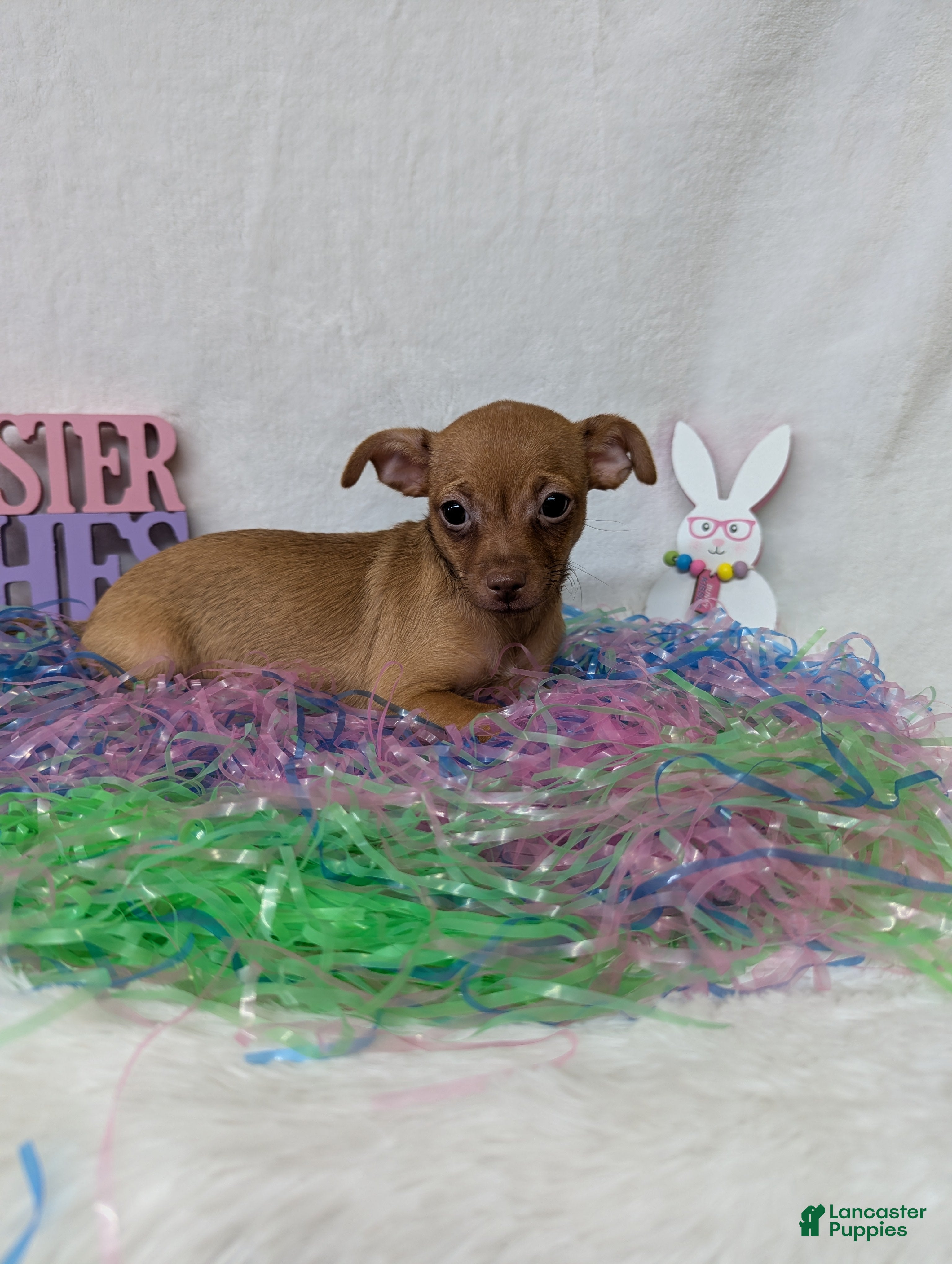 Chihuahua dogs Chihuahua Puppy 2 - Ad 40